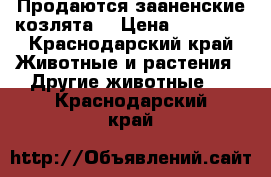 Продаются зааненские козлята. › Цена ­ 10 000 - Краснодарский край Животные и растения » Другие животные   . Краснодарский край